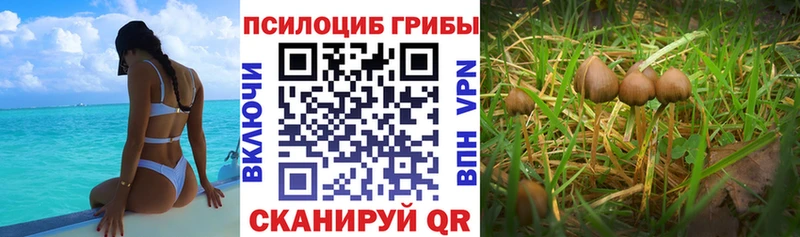 Псилоцибиновые грибы Magic Shrooms даркнет официальный сайт Старая Русса
